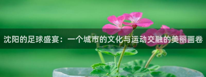 沈阳的足球盛宴：一个城市的文化与运动交融的美丽画卷